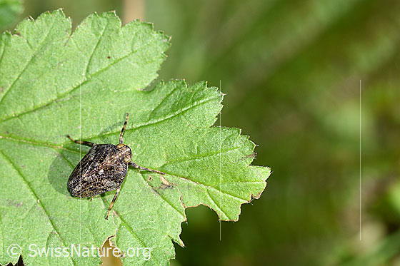 Echte Käferzikade (Issus coleoptratus)