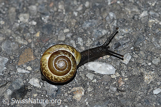 Foto: Gefleckte Schnirkelschnecke (Arianta arbustorum). Diese Schnirkelschnecke wird auch Baumschnecke oder Baumschnirkelschnecke genannt.
Umgebung: Alpstrasse mit Alpweiden auf beiden Seiten. Höhe ca. 1500m ü.M.
Lat.: Arianta arbustorum
Familie: Helicidae (Schnirkelschnecken)