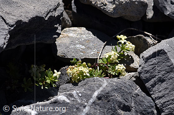Foto: Schweizer Labkraut (Galium megalospermum)