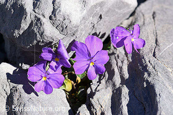 Foto: Mont Cenis-Stiefmütterchen (Viola cenisia). Ganze Pflanze.