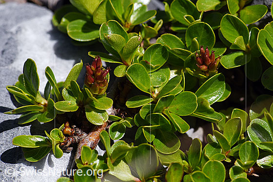 Photo: Salix retusa. Faded blossoms and leaves.
