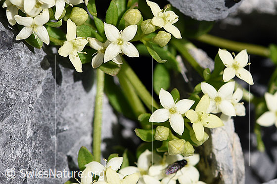 Foto: Schweizer Labkraut (Galium megalospermum). Blüten.