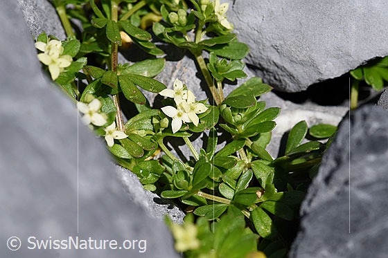 Foto: Schweizer Labkraut (Galium megalospermum). Ganze Pflanze (Habitus).