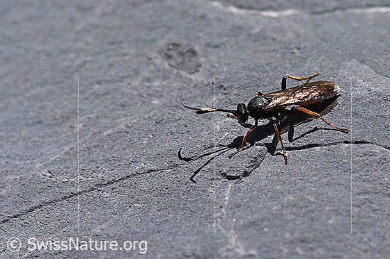 Foto: Wahrscheinlich Oronotus binotatus (Schlupfwespe) auf Fels.