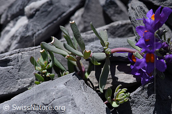 Foto: Alpen-Leinkraut (Linaria alpina). Blätter und Stängel.