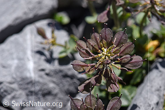 Foto: Kriechendes Täschelkraut (Thlaspi rotundifolium). Verblühte Planze mit Schötchen.