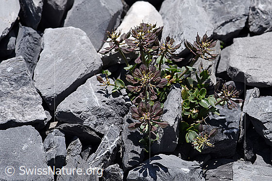 Foto: Kriechendes Täschelkraut (Thlaspi rotundifolium). Ganze Pflanze (Habitus). Verblüht mit Schötchen.