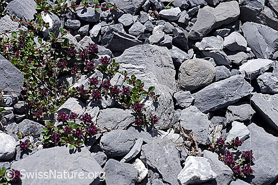 Foto: Vielhaariger Thymian (Thymus polytrichus). Ganze Pflanze (Habitus).