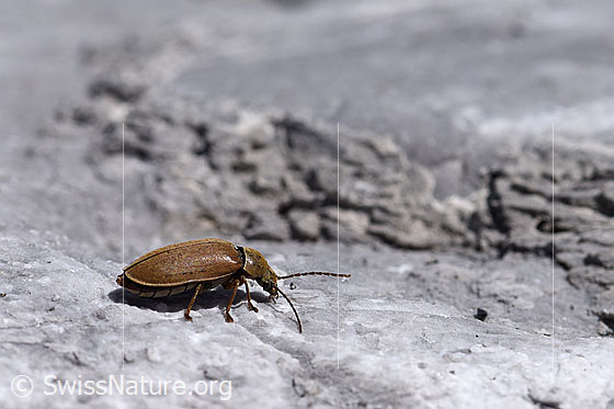 Foto: Behaarter Moorweichkäfer (Dascillus cervinus), Länge 9 - 11.5mm. Unterwegs auf Gletscherschliff.