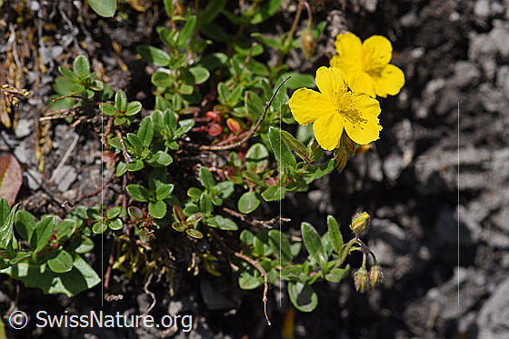Foto: Grossblütiges Sonnenröschen (Helianthemum grandiflorum). Ganze Pflanze.
Umgebung: Wegrand, ca. 1600m ü.M.
Lat.: Helianthemum grandiflorum
Familie: Cistaceae (Zistrosengewächse)
