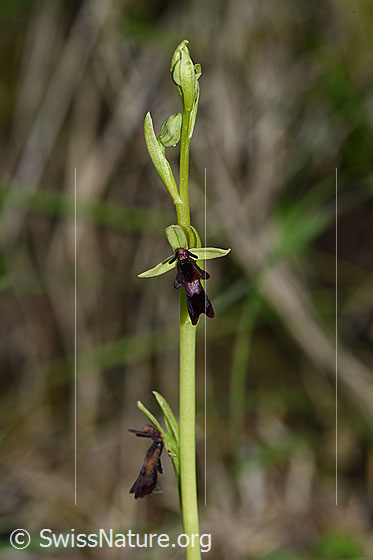 Foto: Fliegen-Ragwurz (Ophrys insectifera). Blüte.