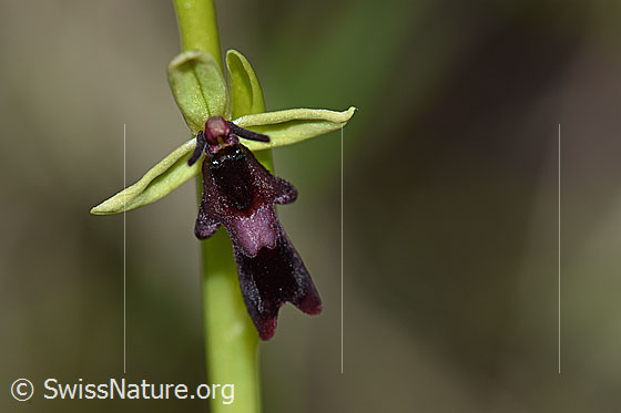 Foto: Fliegen-Ragwurz (Ophrys insectifera), Blüte