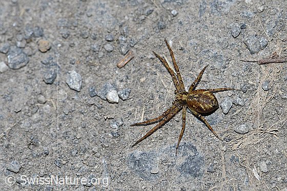 Foto: Wahrscheinlich Philodromus aureolus (Laufspinne), Weibchen.
Körperlänge: 4-6mm.
Umgebung: Diese Spinne konnte beim überquerern einer Alpstrasse fotografiert werden. Links und rechts Alpstrasse: Buschwerk und Bäume. Ca. 1530m ü.M.
Lat.: Philodromus aureolus
Familie: Philodromidae (Laufspinnen)
