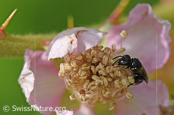 Grobpunktierte Maskenbiene (Hylaeus punctatus) auf Gefurchte Brombeere (Rubus sulcatus)