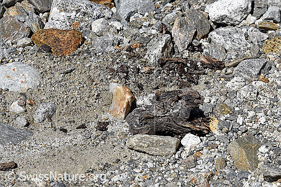 Foto: Holzfund Nr. 1 am Unteraargletscher.
Dieses Foto zeigt das Holzstück von Holzfund Nr 1 am Fundort. Grösse: ca. 10 x 6 x 6cm.
Alter: Radiokarbonalter 2465 +/- 23 Jahre vor heute.