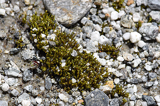 Photo: Moss on fluvial soil