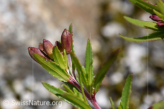 Photo: Epilobium fleischeri. Buds and leaves