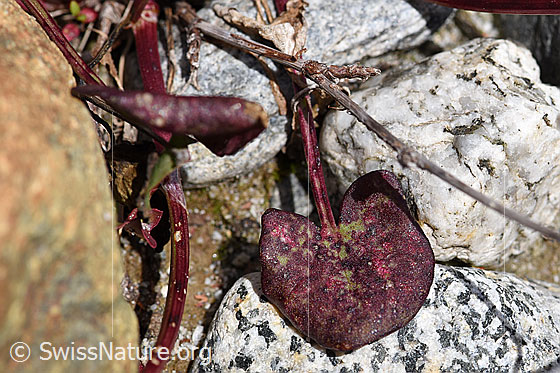 Photo: Oxyria digyna. Leaves, slightly withered.