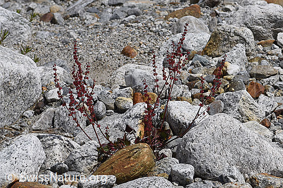 Photo: Oxyria digyna. View of the whole plant.