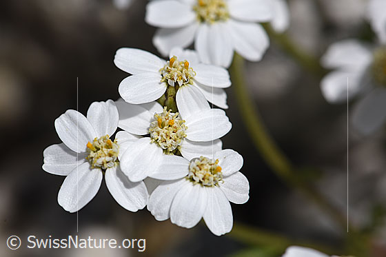 Foto: Moschus-Schafgarbe (Achillea erba-rotta). Blüten.