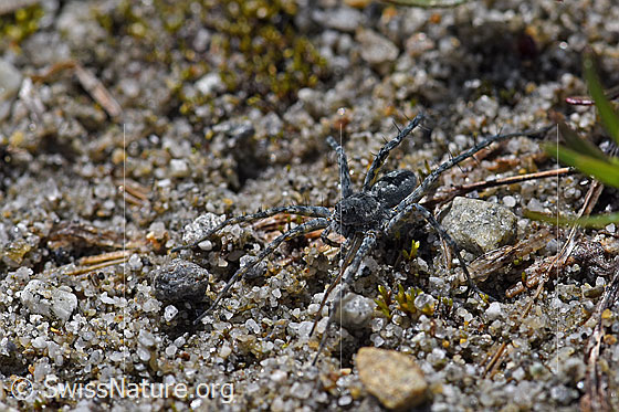 Photo: Probably Pardosa saturatior (Lycosidae) on sandy soil
Body length: 8 - 9.5mm.