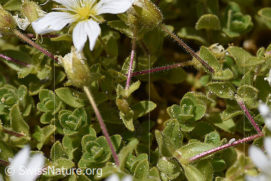 Foto: Einblütiges Hornkraut (Cerastium uniflorum). Blätter.