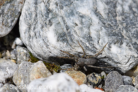 Photo: Pardosa saturatior (wolf spider) on stone.
Body length: 8 - 9.5mm.