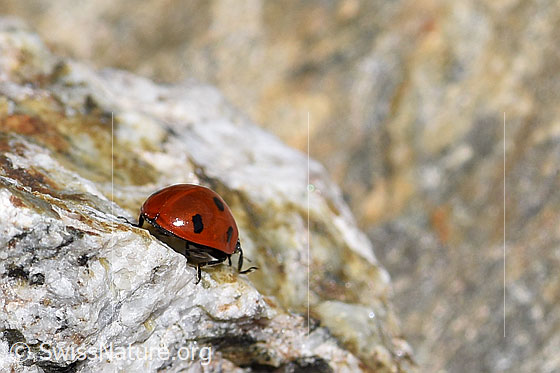 Foto: Siebenpunkt Marienkäfer (Coccinella septempunctata) auf Fels. Ansicht von hinten.