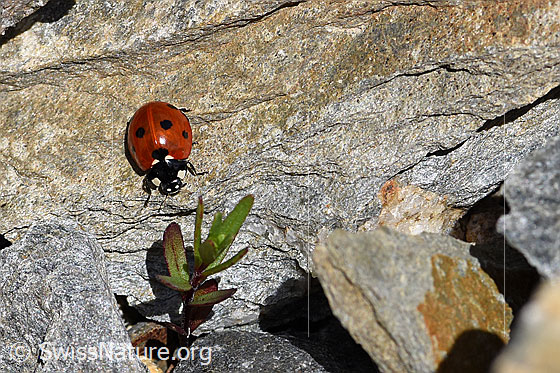 Foto: Siebenpunkt Marienkäfer (Coccinella septempunctata) auf Fels. Front/top view.