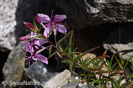 Photo: Epilobium fleischeri. Blossoms and leaves.