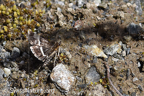 Photo: Pyrausta cingulata. Wings half open. View from the side.