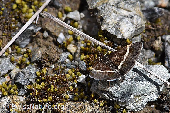Foto: Pyrausta cingulata (Rüsselzünsler). Flügel geöffnet. Ansicht von oben.
