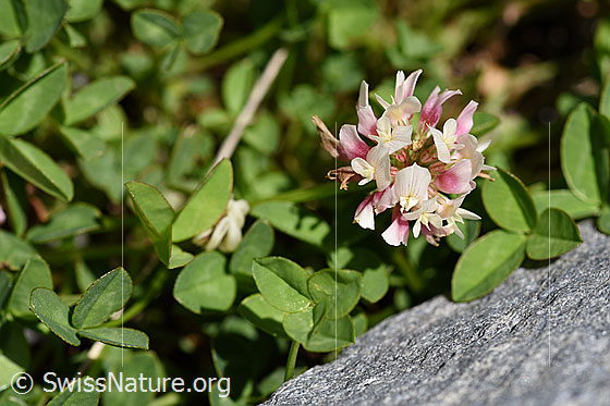 Thals Klee (Trifolium thalii)