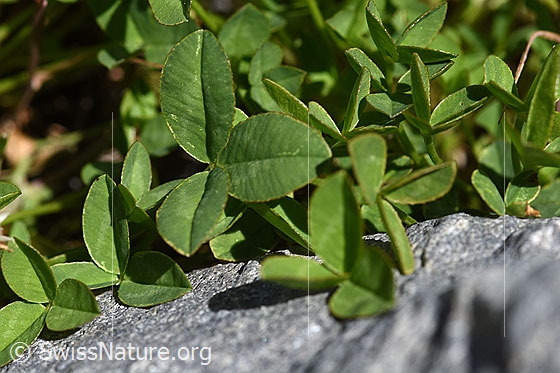 Foto: Thals Klee (Trifolium thalii). Blätter.