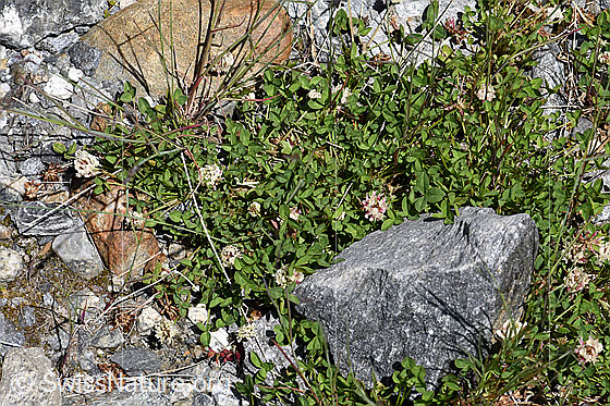 Foto: Thals Klee (Trifolium thalii). Ganze Pflanze (Habitus).