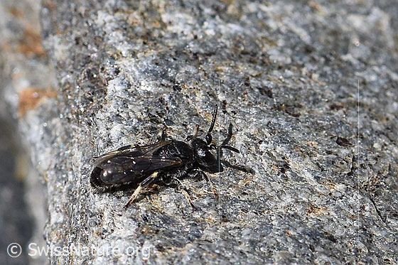 Foto: Verkannte Maskenbiene (Hylaeus confusus). Länge 7mm. Männchen.