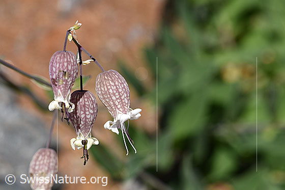 Foto: Gemeines Leimkraut (Silene vulgaris). Blüten.