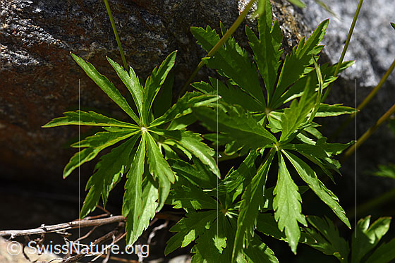 Foto: Kleine Sterndolde (Astrantia minor). Blätter.