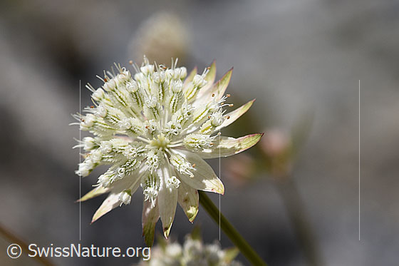 Foto: Kleine Sterndolde (Astrantia minor). Blüte.