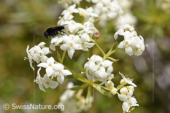 Photo: Galium anisophyllon. Blossoms.