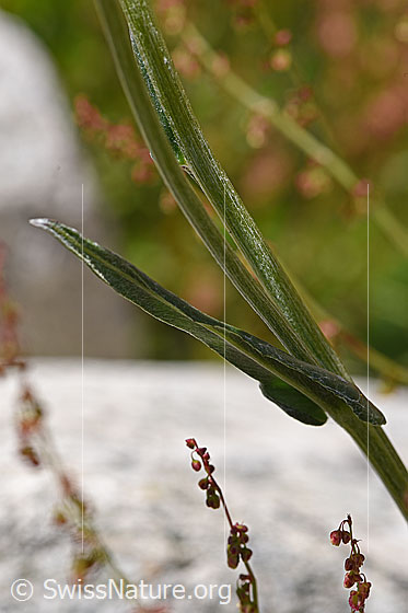 Foto: Gemswurz-Greiskraut (Senecio doronicum). Blatt und Stengel.