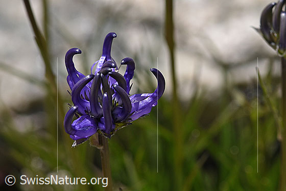 Foto: Halbkugelige Rapunzel (Phyteuma hemisphaericum). Blüte.