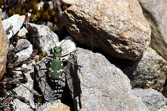 Foto: Gallischer Sandlaufkäfer (Cicindela gallica).
