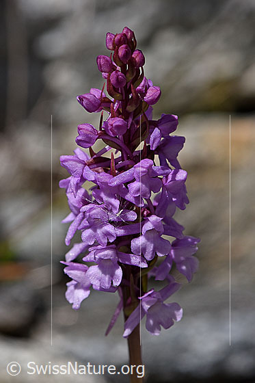 Foto: Wahrscheinlich Langspornige Handwurz (Gymnadenia conopsea). Blütenstand.