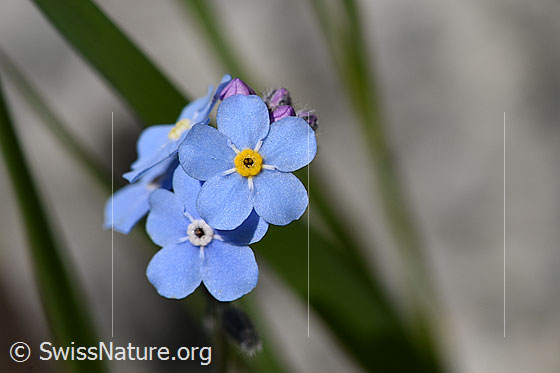 Sumpf-Vergissmeinnicht (Myosotis scorpioides)