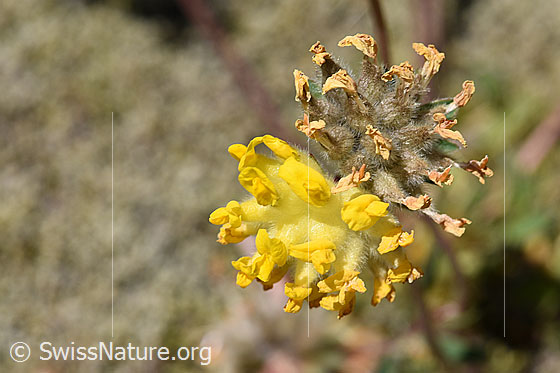 Photo: Anthyllis vulneraria ssp. Alpestris. Blossoms.