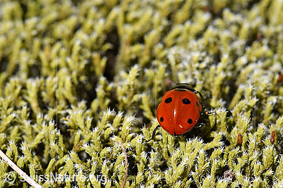 Foto: Siebenpunkt Marienkäfer (Coccinella septempunctata) auf Moos. Ansicht von hinten.
