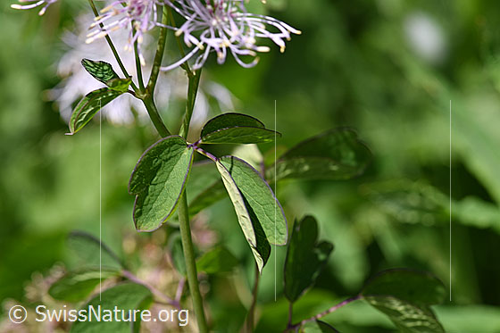 Foto: Akeleiblättrige Wiesenraute (Thalictrum aquilegiifolium). Blätter und Stengel.