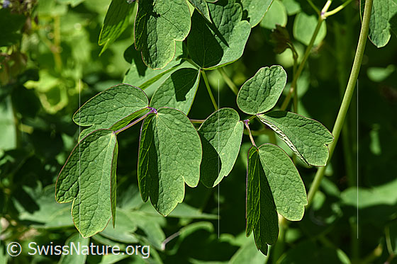 Foto: Akeleiblättrige Wiesenraute (Thalictrum aquilegiifolium). Blätter.