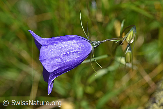 Foto: Wahrscheinlich Scheuchzers Glockenblume (Campanula scheuchzeri). Blüte.